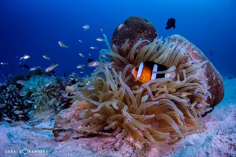 Foto del sitio de buceo. Torpedo Alley