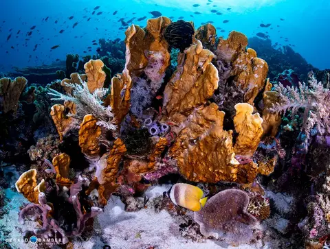 Photo du site de plongée Torpedo Alley