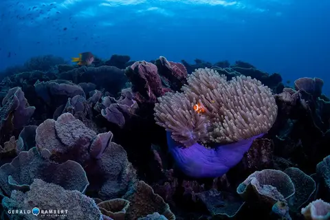 Photo du site de plongée Torpedo Alley