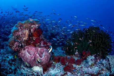 Foto del sitio de buceo. Torpedo Alley