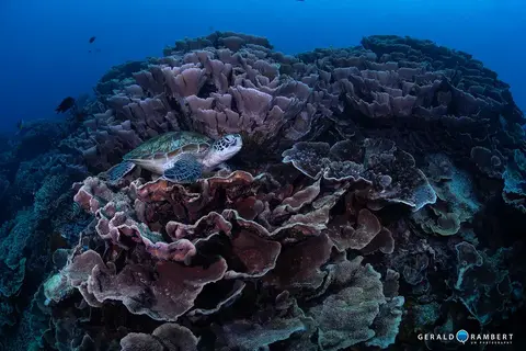 Foto del sitio de buceo. Yellow Wall