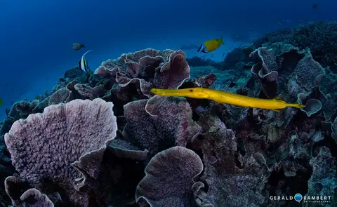 Foto del sitio de buceo. Yellow Wall