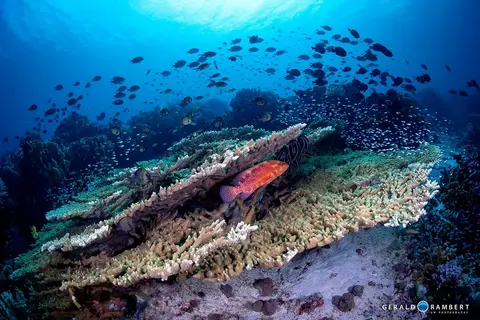 Foto do local de mergulho. Three Sisters