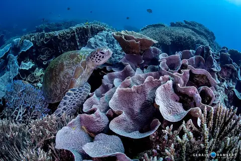 Foto del sitio de buceo. Secret Garden