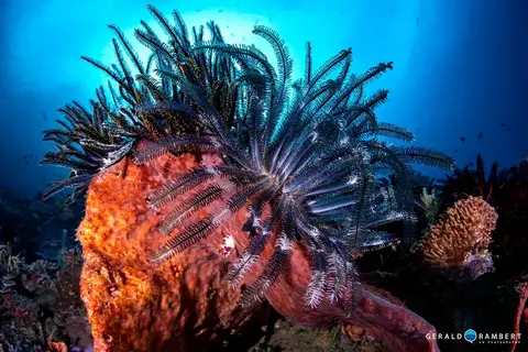 Foto del sitio de buceo. Secret Garden