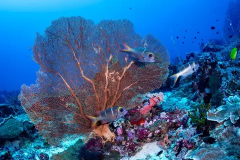 Foto del sitio de buceo. Secret Garden