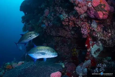 Foto del sito di immersione. Batu Tiga