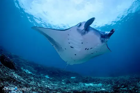 Foto do local de mergulho. Manta Point