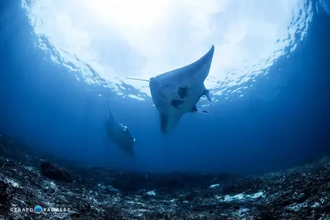 Foto do local de mergulho. Manta Point