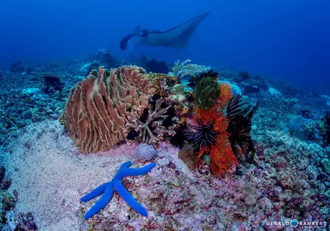 Foto del sito di immersione. Manta Point