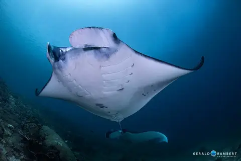 Foto del sito di immersione. Manta Point