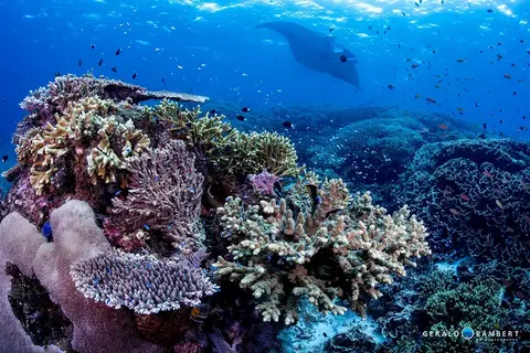 Foto del sito di immersione. Manta Point