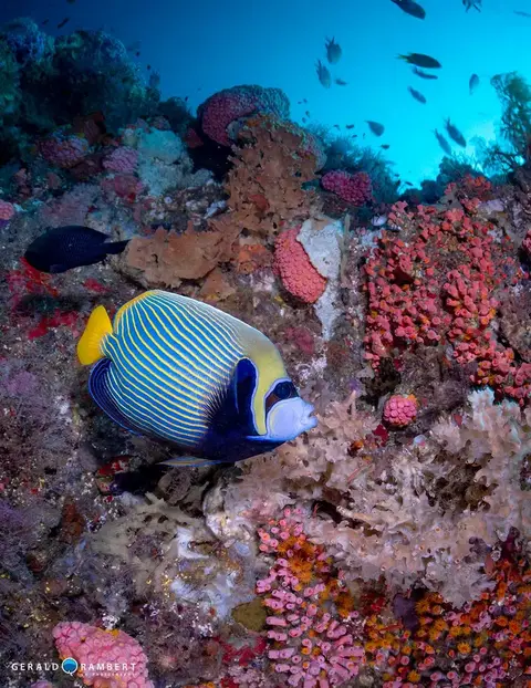 Foto del sitio de buceo. Crystal Rock