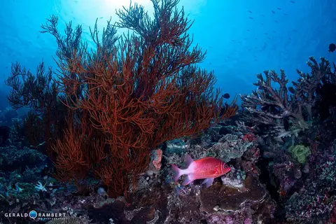 Foto del sitio de buceo. Crystal Rock