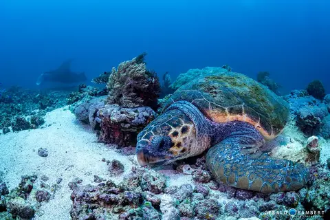 Foto van de duiklocatie. Dragon Dive Komodo