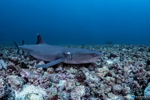 Foto del sitio de buceo. Cauldron